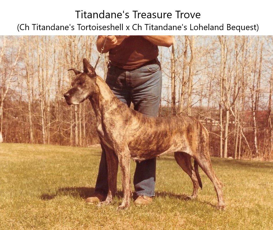 Titandanes Treasure Trove 7yrs 1982